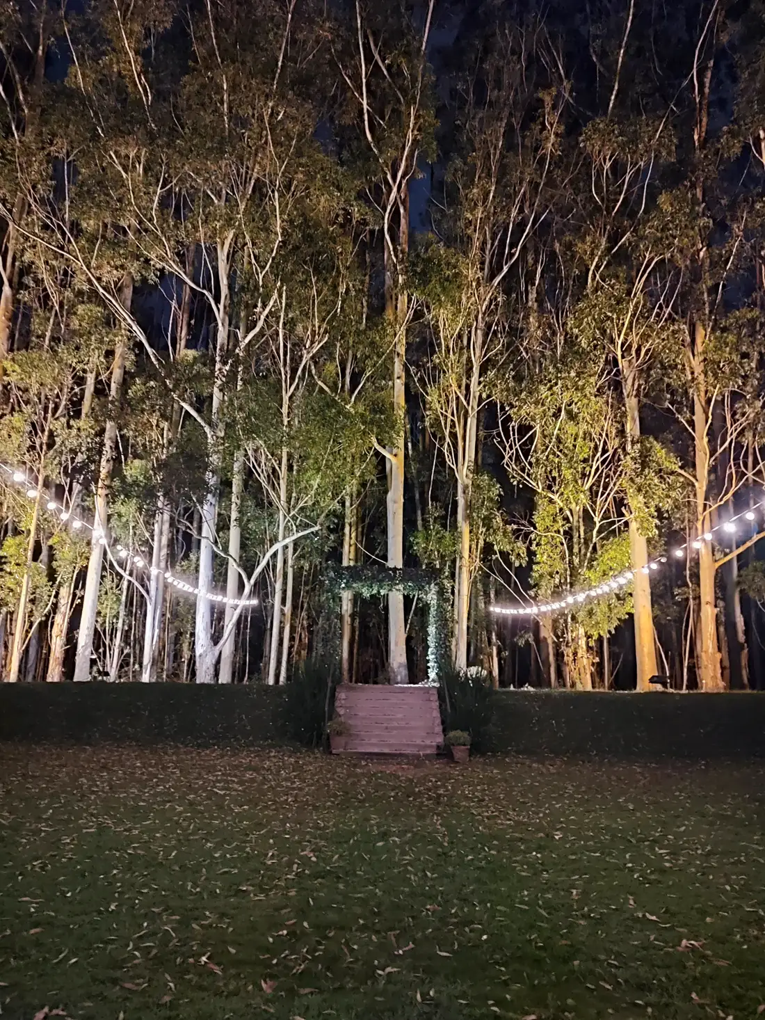 Bosque de eucaliptos con guirnaldas de luz